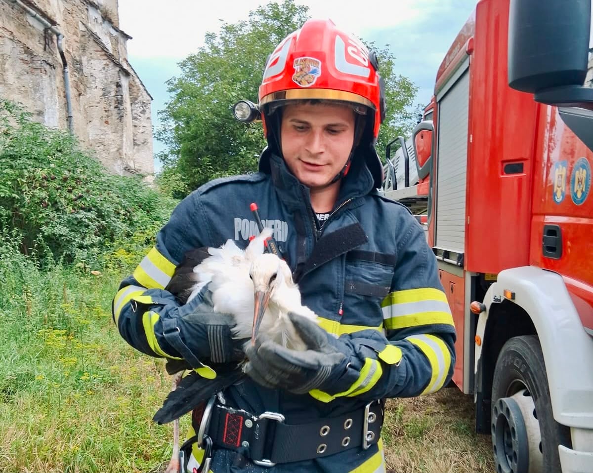 Un pui de barză abandonat în cuib în localitatea Vărd a fost recuperat de echipajele Inspectoratului pentru Situații de Urgență (ISU) Sibiu. Foto: ISU Sibiu
