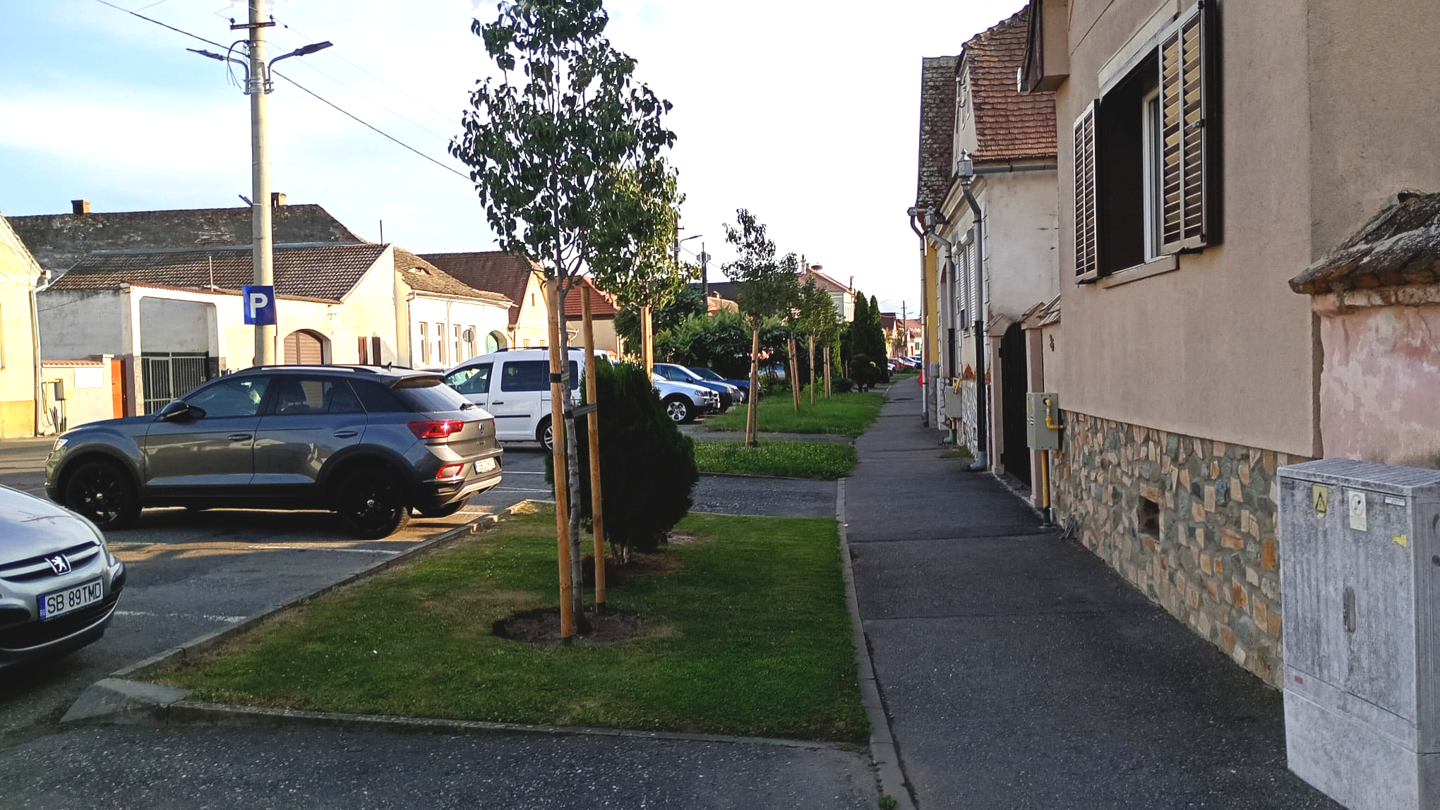 Arborii plantați pe strada E. A. Bielz