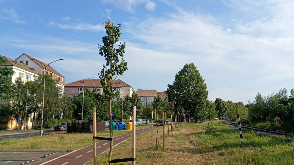 copac maramuresului