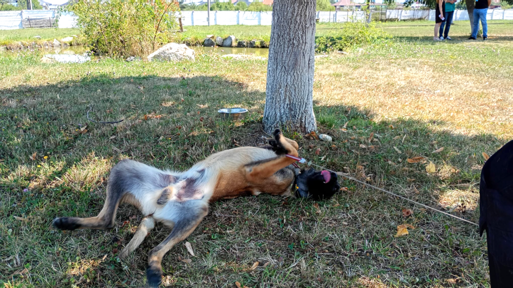 Foto: Iatac jucându-se