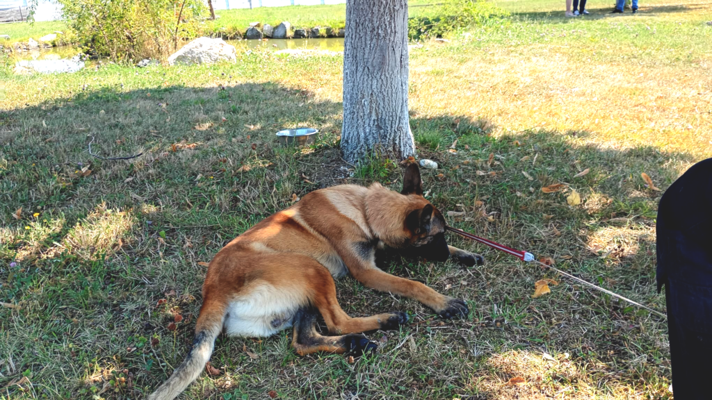 Foto: Iatac odihnindu-se la umbră