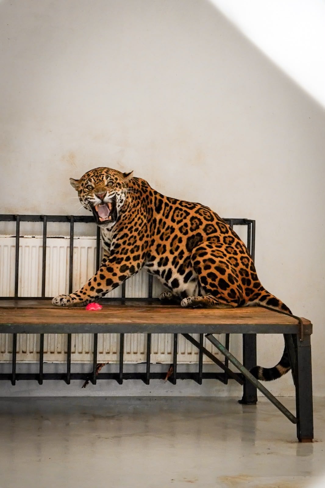 jaguar zoo 2