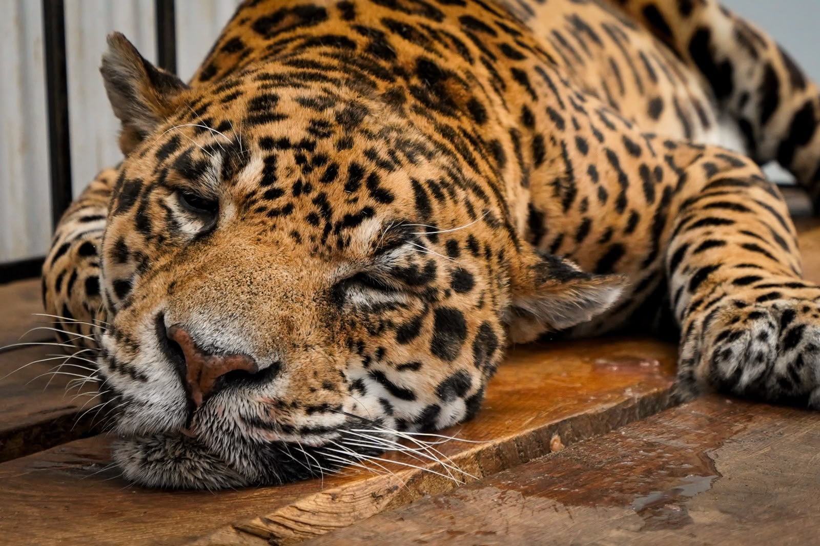 jaguar