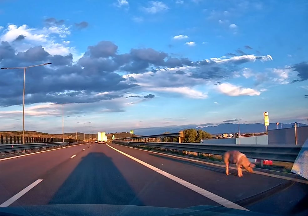 Porcul a fost filmat la câteva minute după ora 20:00. Foto: captură video Info Trafic Sibiu