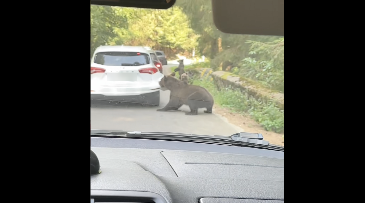 Ursul rupe bara din spate a mașinii/Foto: Printscreen video