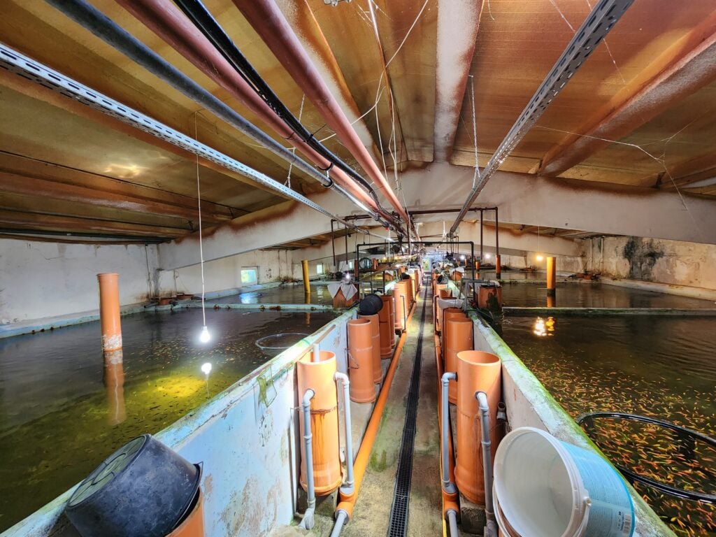Hala în care se află ferma a fost construită inițial pentru o fermă de sturioni, dar proiectul fusese abandonat. Foto:turnulsfatului.ro