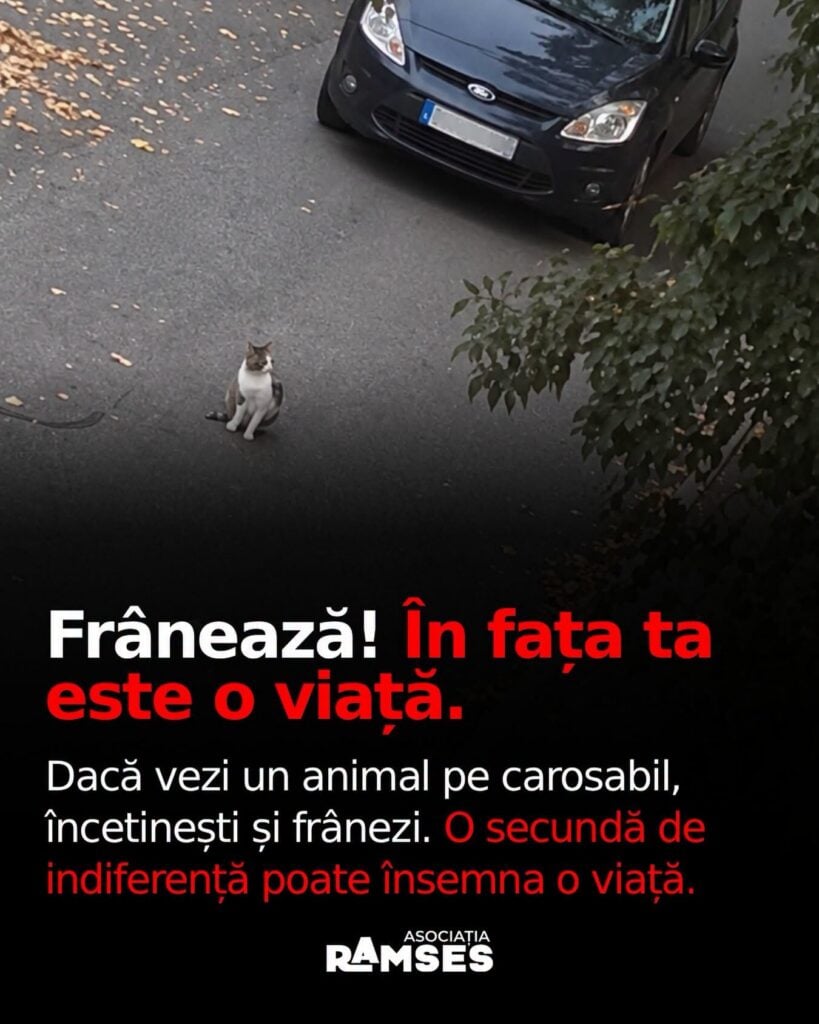 Foto: Asociația Ramses