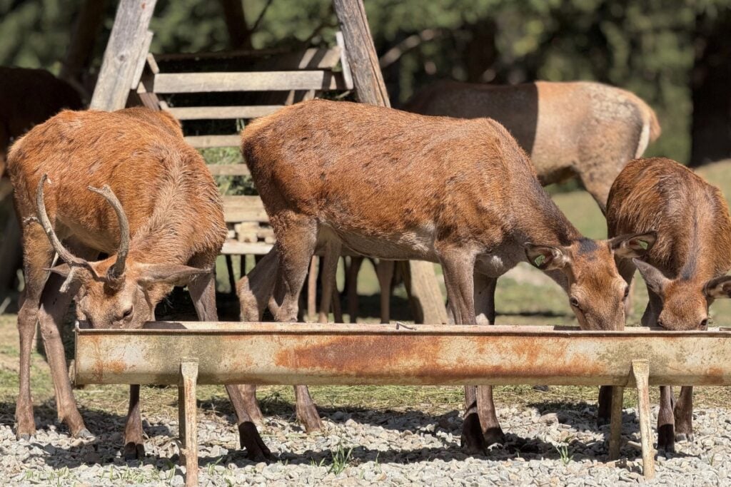 Cerb și ciute la hrănitoare. Foto: turnulsfatului.ro