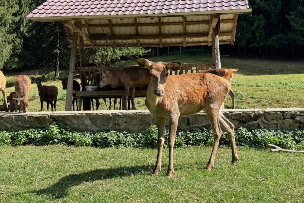 Ciutele sunt tare prietenoase, îți mânâncă din palmă. Foto: turnulsfatului.ro