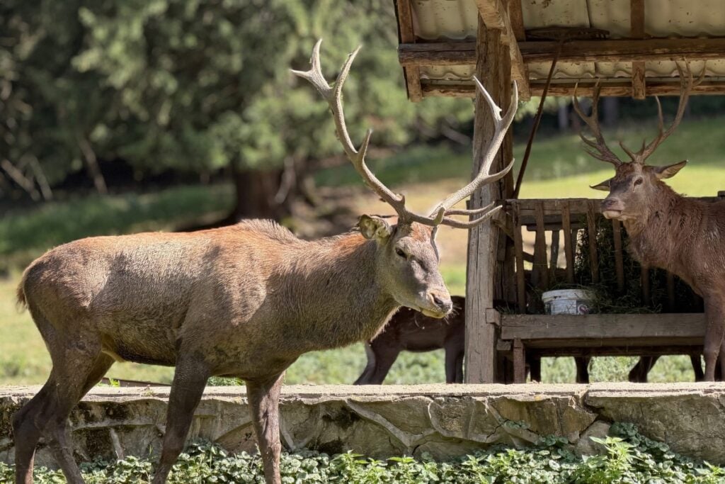 Iancu e masculul dominant al cardului, in ciuda privirilor nemultumite din spate. Foto: turnulsfatului.ro