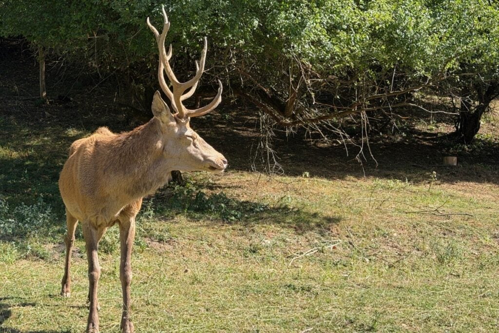 Willi este cel mai bătrân cerb al fermei și simbolul de pe logo-ul Poiana Neamțului. Foto: turnulsfatului.ro