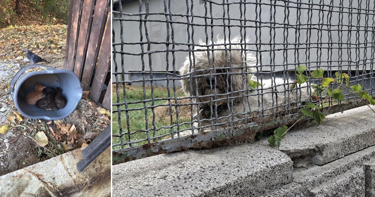 Cazurile de abandon și cruzime sunt din ce în ce mai multe, conform Animal Life Sibiu/Foto: Colaj turnulsfatului.ro