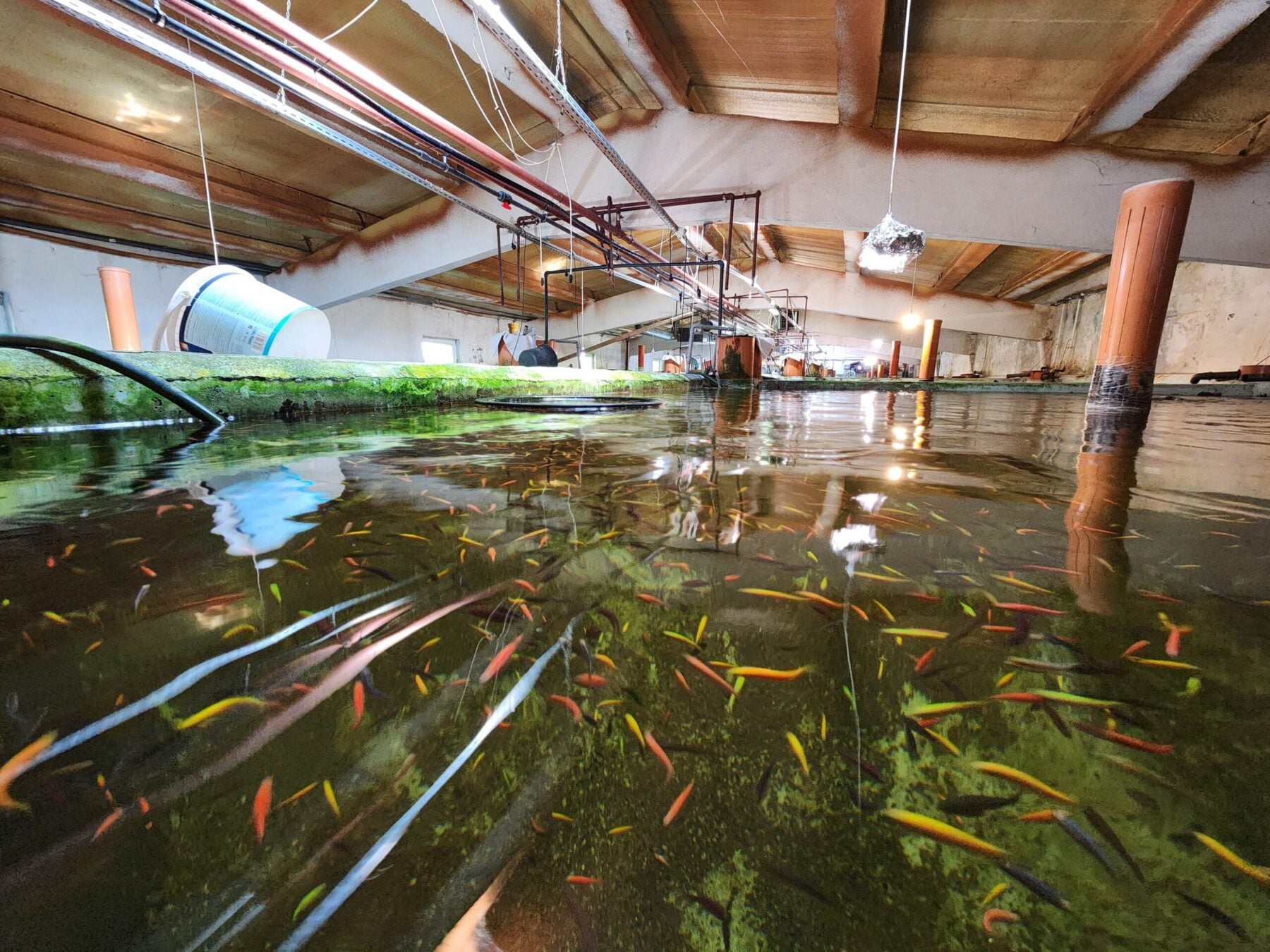 Ferma de pești ornamentali din Cisnădie a fost fondată în urmă cu 11 ani și în prezent funcționează la capacitatea de 20 la sută. Foto: turnulsfatului.ro