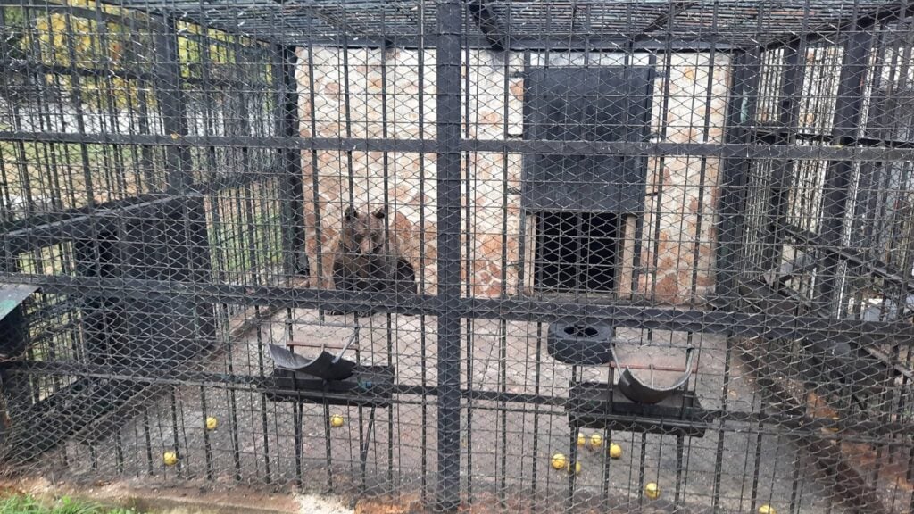 Grădina Zoologică Sibiu are și un țarc de mai mari dimensiuni pentru urși în afară de acesta. Foto: Facebook / Laura Șerban