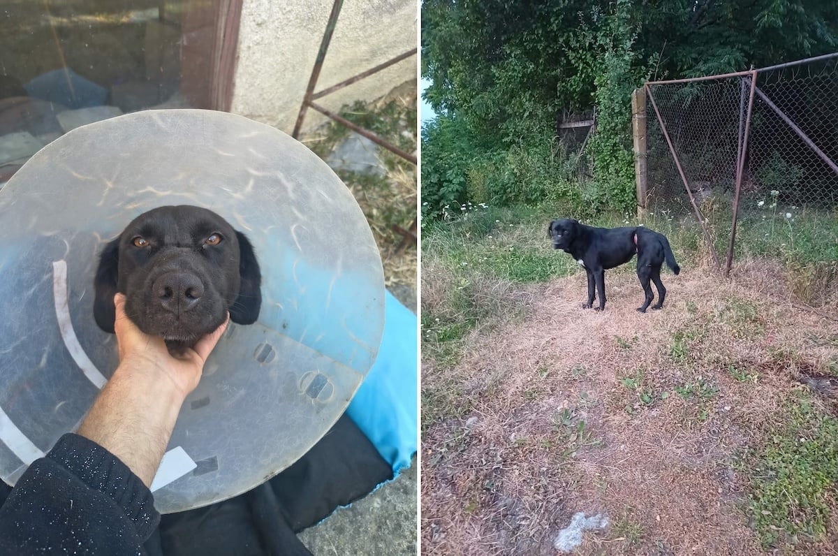 Negruțu a fost salvat de asociație/Foto: Animal Life Sibiu/Facebook