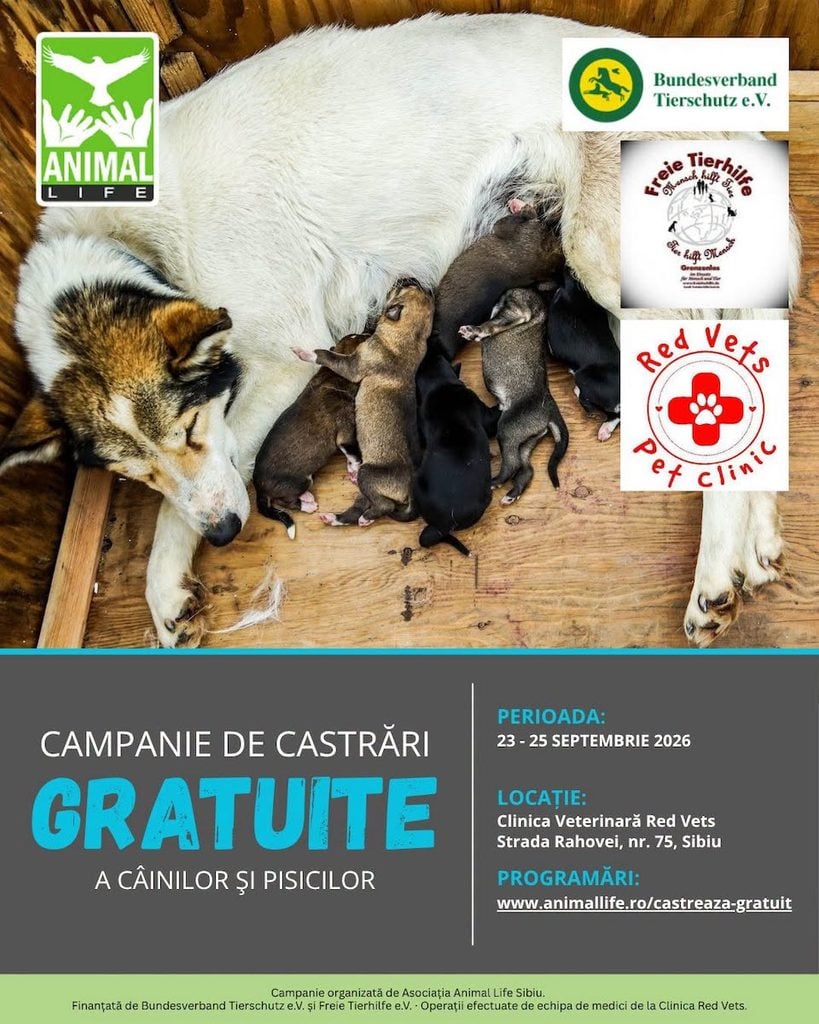 sterilizari gratuite foto animal lifr