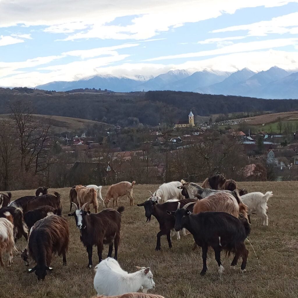 Foto CJ Sibiu