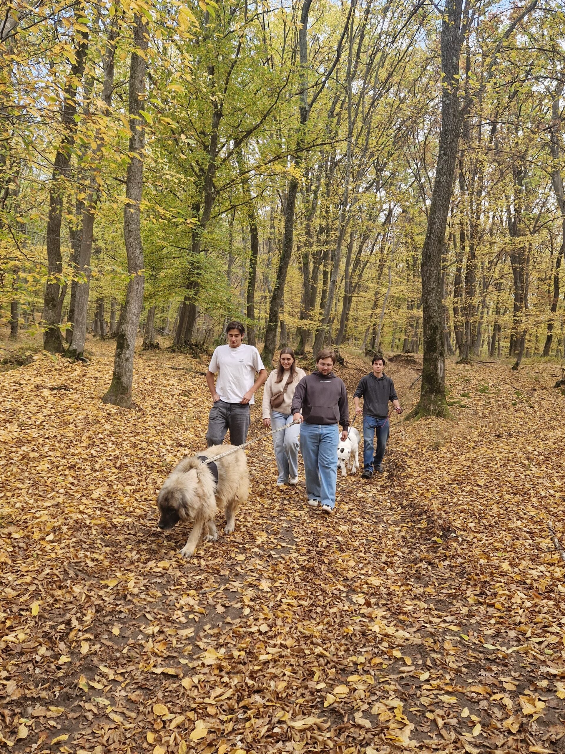 Studenții Erasmus au lansat o strângere de fonduri pentru adăpost, valabilă până duminică. Foto: ESN Sibiu