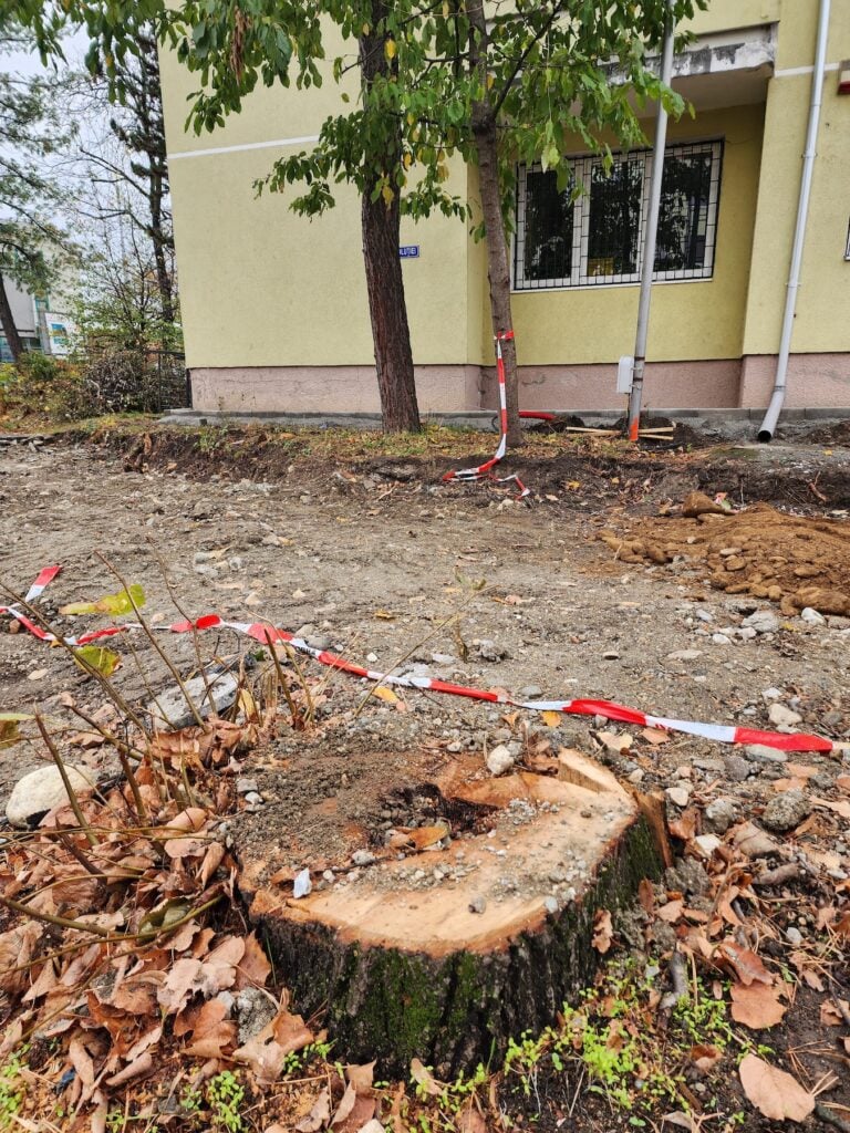 Printre cei cinci arbori eliminați s-au numărat un tei cu interiorul deja putrezit și un cireș crescut spontan. Foto: turnulsfatului.ro