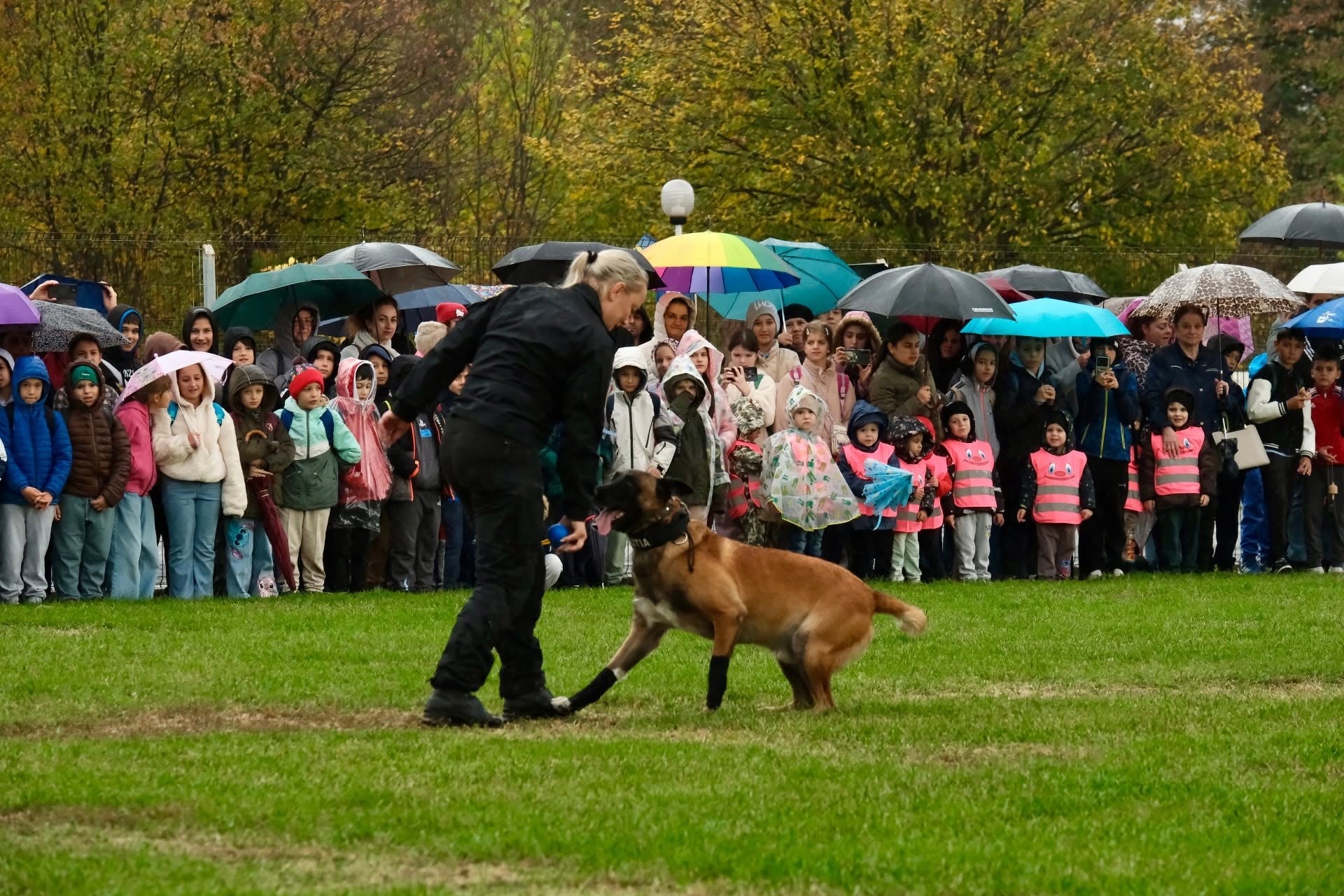Sox, câinele vedetă al centrului chinologic, demonstrându-și abilitățile pentru elevi. Foto: Centrul Chinologic „Dr. Aurel Greblea”