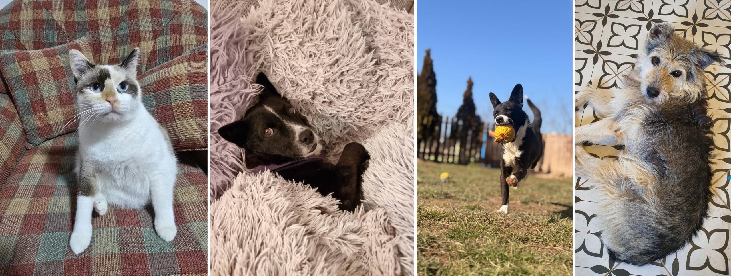Povești cu final fericit ale animalelor salvate de Animal Life/Foto/Colaj turnulsfatului.ro