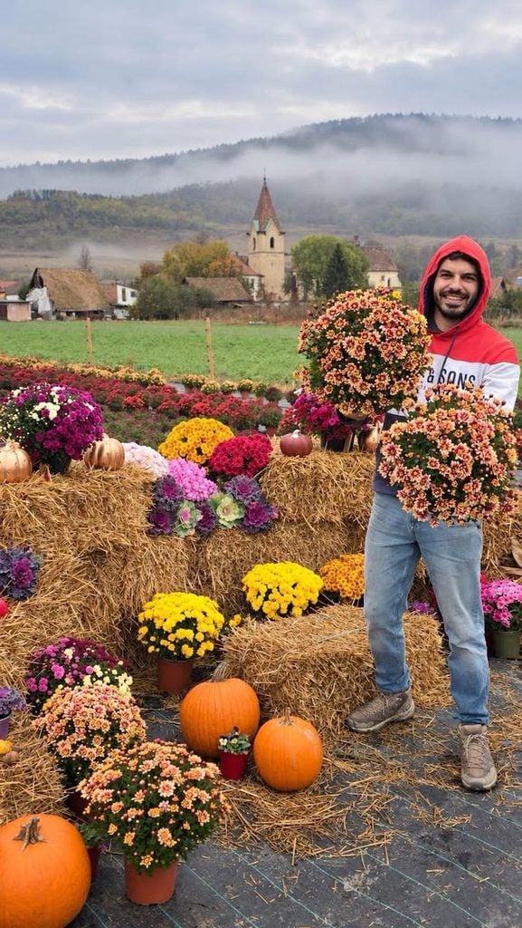 crizanteme tarnava1