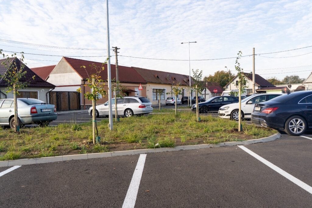 plantare de arbori medias publicitate2