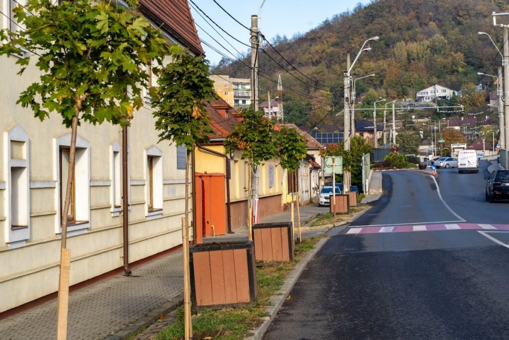 plantare de arbori medias publicitate5