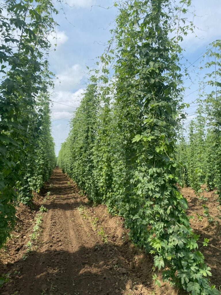 Plantele de hamei urcă pe sfori până la structura de susținere, aflată la aproximativ șapte metri înălțime. Foto: Ioan Onea