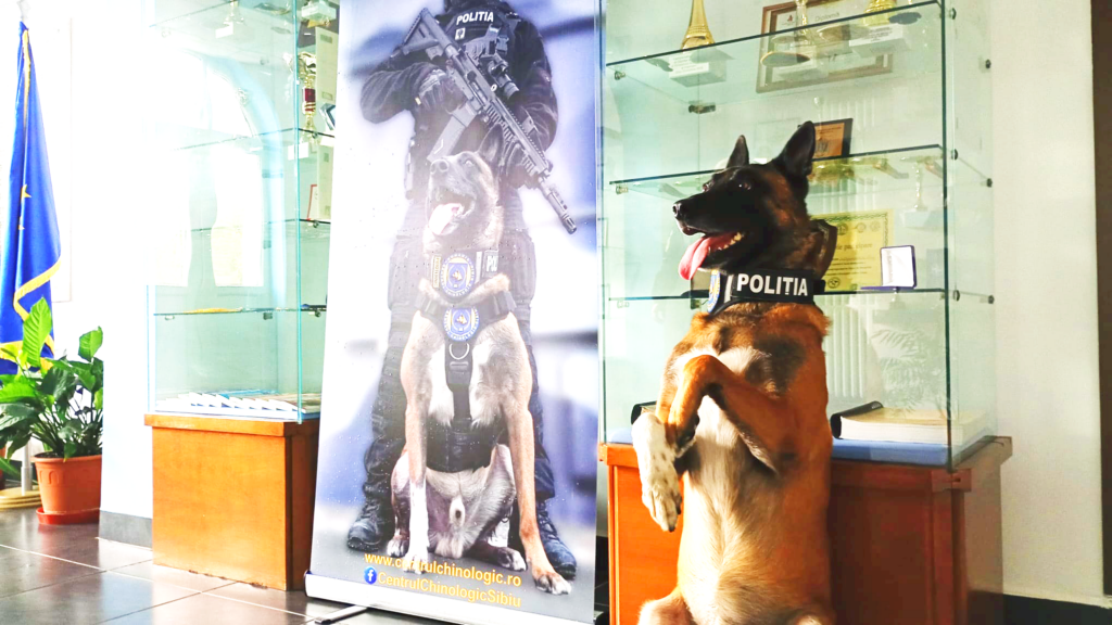 Sox, unul din câinii vedetă pregătiți la centrul din Sibiu. Foto: turnulsfatului.ro