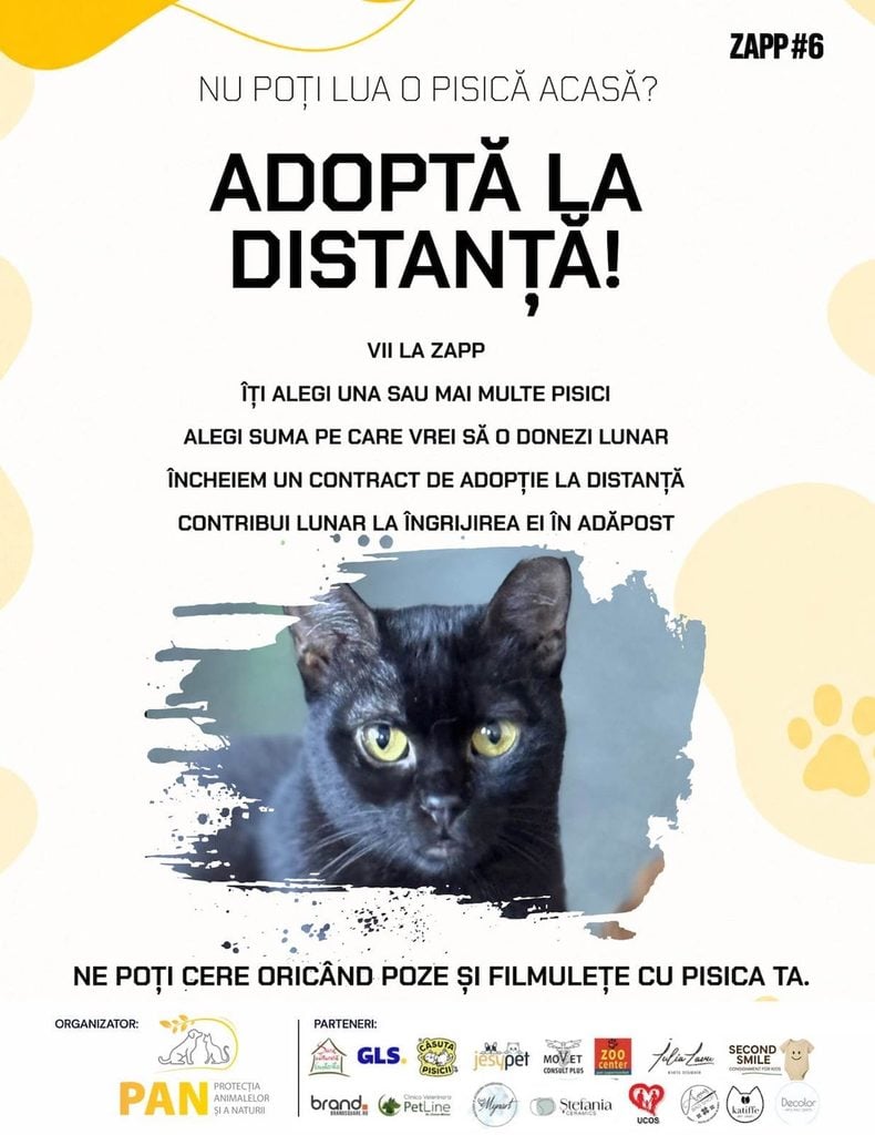 ziua adoptiei pisicile pann1