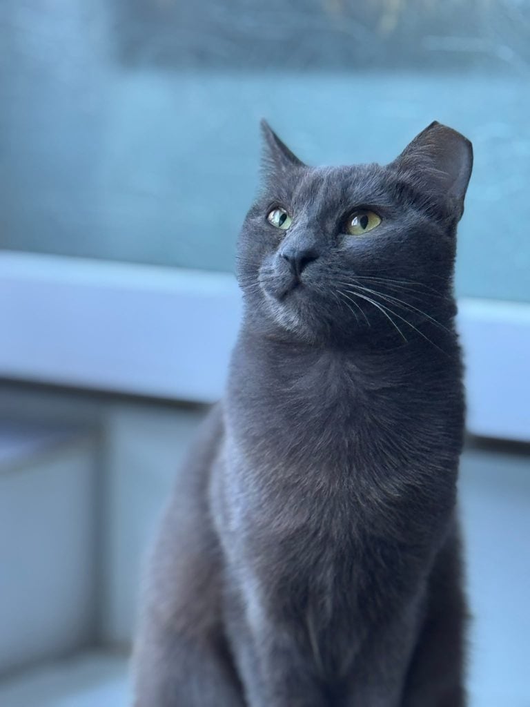 ziua adoptiei pisicile pann10