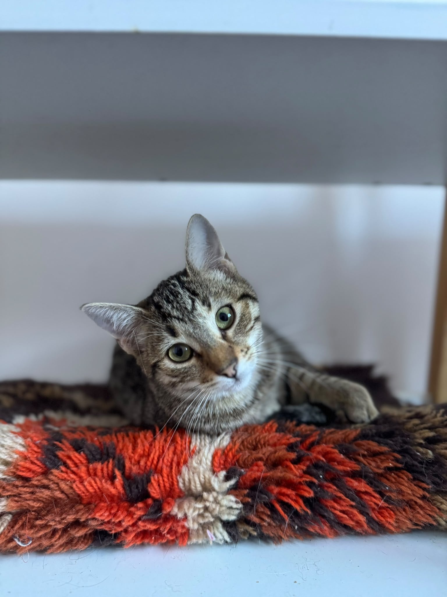 ziua adoptiei pisicile pann17